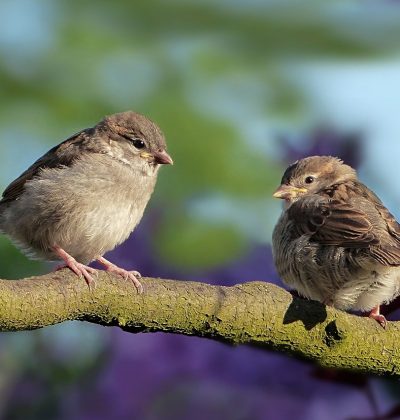 animal, bird, sparrow