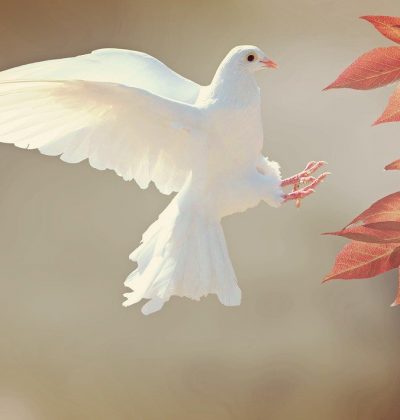 dove, bird, animal