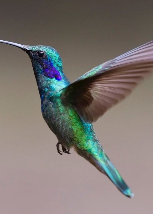 hummingbird, bird, trochilidae
